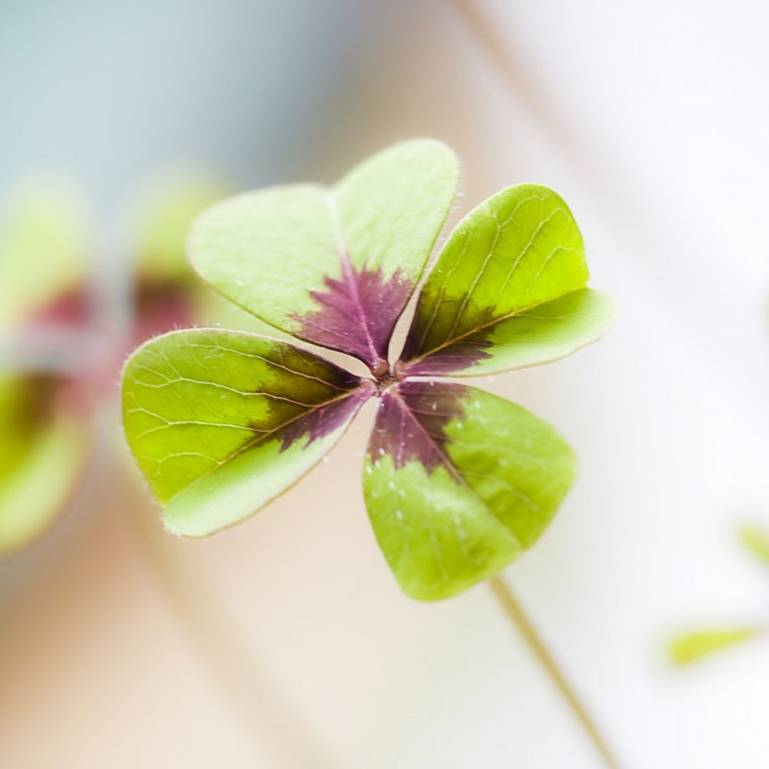 St.Patrick's Day is coming!